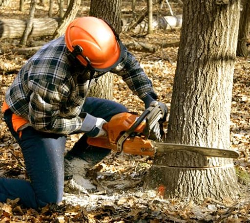 Tree Removal in Huntsville, AL
